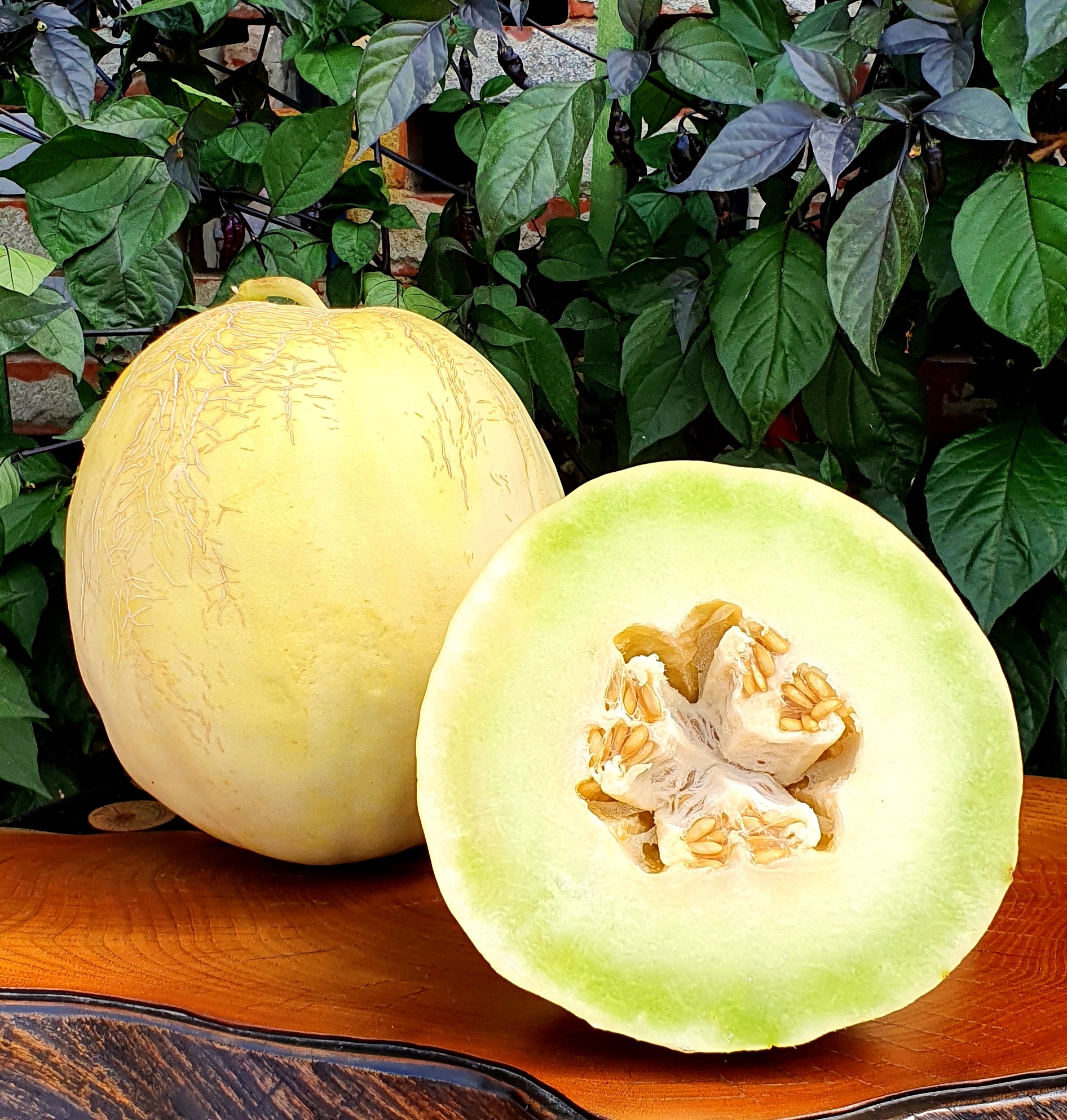 Melons White Lanzhou Honeydew Melon